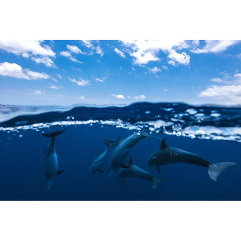 Between Air And Water With The Dolphins Black Modern Wood Framed Art Print with Double Matting by Gabriel, Barathieu