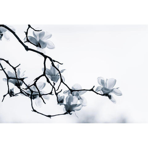 The White Queen Black Modern Wood Framed Art Print with Double Matting by Eom, Gwangseop