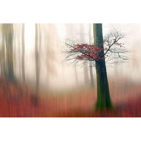 Red Leaves And The Hidden Path. Black Modern Wood Framed Art Print with Double Matting by Londal, Leif