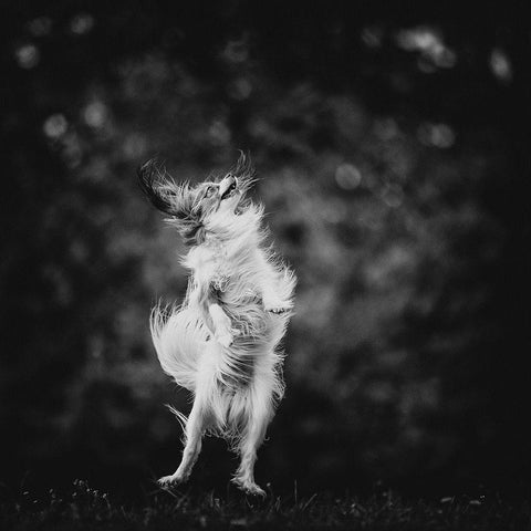 ...Joyfulness... White Modern Wood Framed Art Print by Gerec, Pali