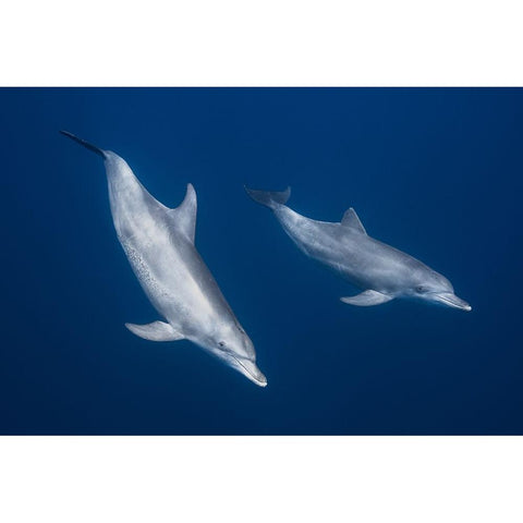 Bottlenose Dolphins Gold Ornate Wood Framed Art Print with Double Matting by Gabriel, Barathieu