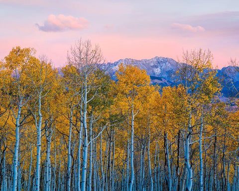 Autumn Delight Black Ornate Wood Framed Art Print with Double Matting by Fan, John