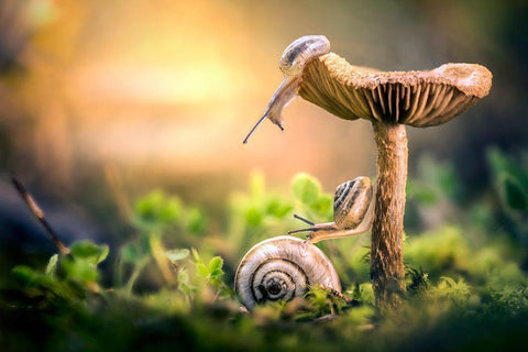 The Awakening Of Snails White Modern Wood Framed Art Print with Double Matting by Ghizzi Panizza, Alberto
