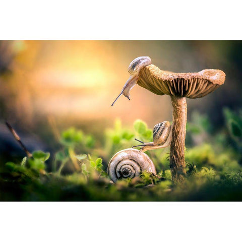 The Awakening Of Snails Gold Ornate Wood Framed Art Print with Double Matting by Ghizzi Panizza, Alberto