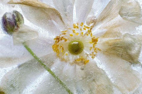 Floral Freeze White Modern Wood Framed Art Print with Double Matting by Disher, Mandy