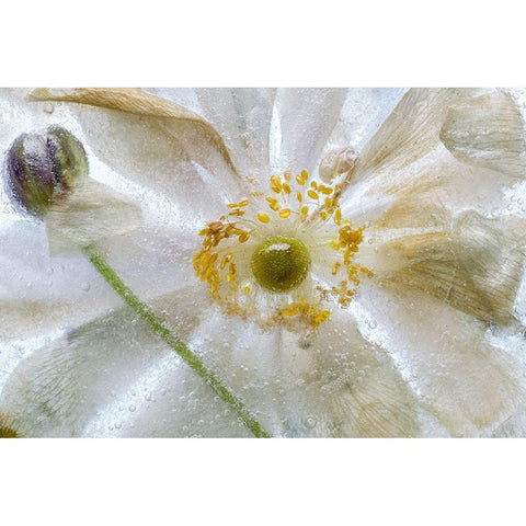 Floral Freeze Black Modern Wood Framed Art Print by Disher, Mandy