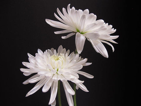 Simple Beauty Black Ornate Wood Framed Art Print with Double Matting by Holm, Kelly