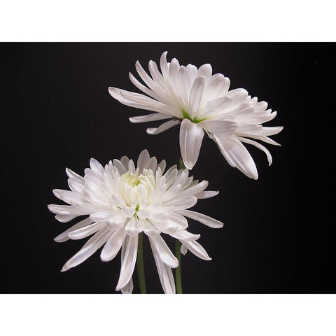 Simple Beauty White Modern Wood Framed Art Print by Holm, Kelly