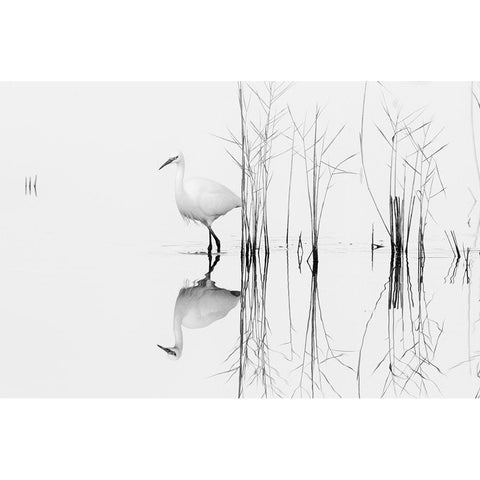 White Black Modern Wood Framed Art Print by Planinski, Zhecho