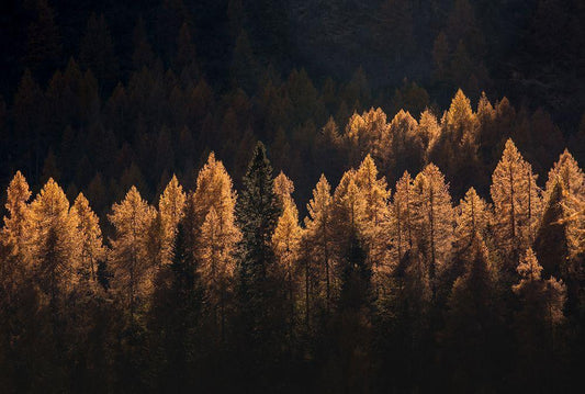 Image Only