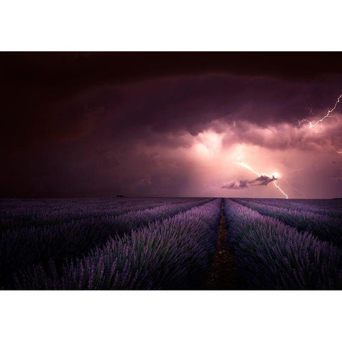 Lavender Fragrance White Modern Wood Framed Art Print by Schumacher, Nicolas