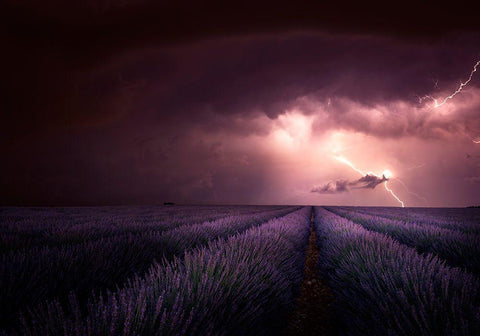 Lavender Fragrance Black Ornate Wood Framed Art Print with Double Matting by Schumacher, Nicolas