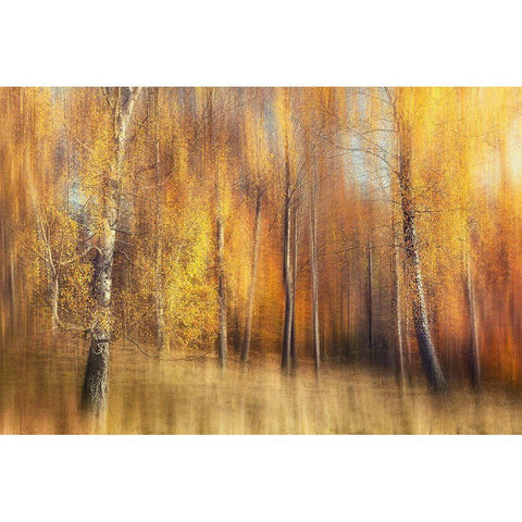 Autumn Birches Black Modern Wood Framed Art Print with Double Matting by Davidsson, Gustav