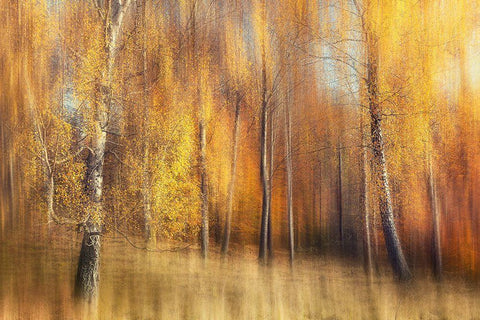 Autumn Birches White Modern Wood Framed Art Print with Double Matting by Davidsson, Gustav