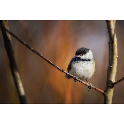 Litlle Qthingq White Modern Wood Framed Art Print by Duguay, Christian