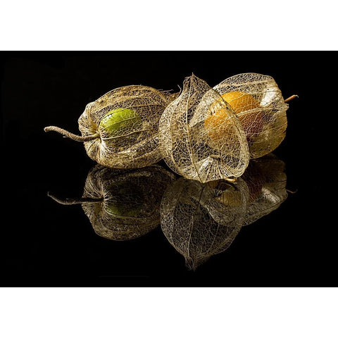 Physalis Alkekengi L. Gold Ornate Wood Framed Art Print with Double Matting by Gaberkosir