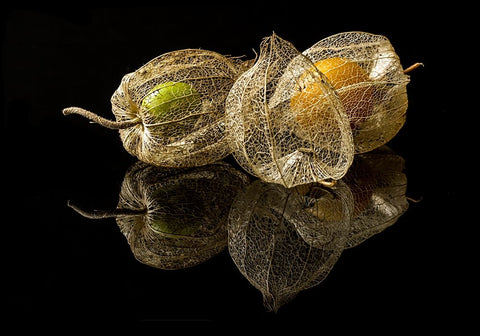 Physalis Alkekengi L. Black Ornate Wood Framed Art Print with Double Matting by Gaberkosir