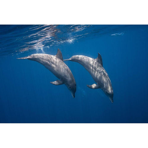 Two Bottlenose Dolphins White Modern Wood Framed Art Print by Gabriel, Barathieu