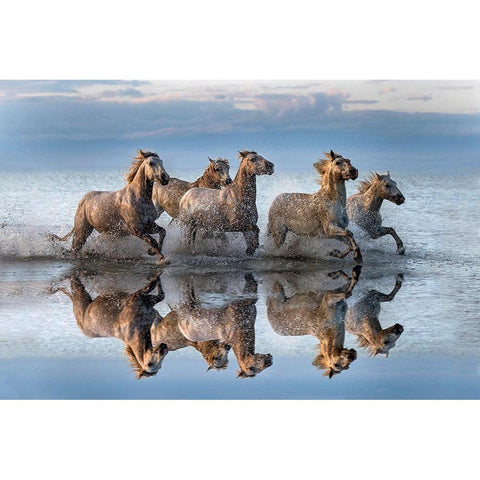Horses And Reflection White Modern Wood Framed Art Print by Ortega, Xavier