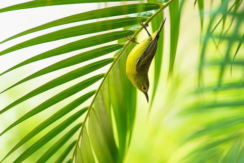 50 Shades Of Green Black Ornate Wood Framed Art Print with Double Matting by Bariviera, Daniele