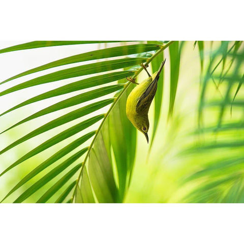 50 Shades Of Green Black Modern Wood Framed Art Print by Bariviera, Daniele