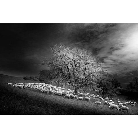 Rural Scene White Modern Wood Framed Art Print by Gallo, Rasto