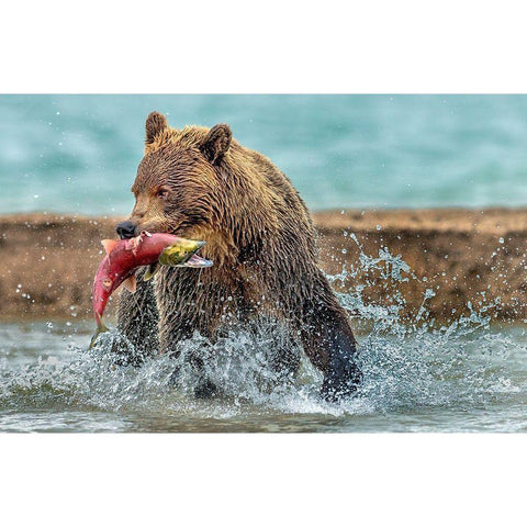 Fishing - Kamchatka-Russia White Modern Wood Framed Art Print by Damico, Giuseppe