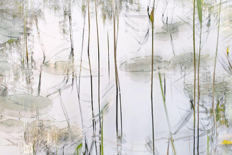 Lily Leaves White Modern Wood Framed Art Print with Double Matting by Talen, Nel