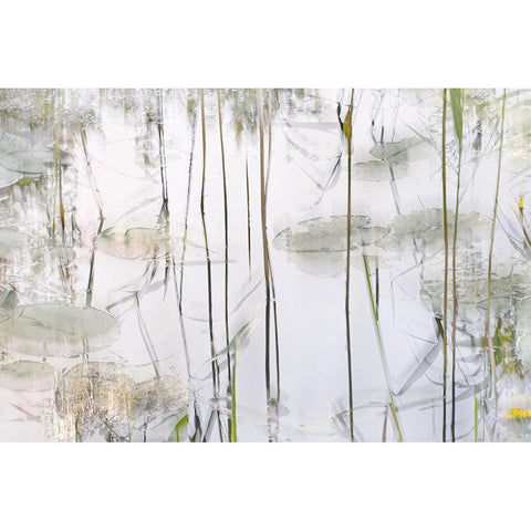 Lily Leaves Black Modern Wood Framed Art Print by Talen, Nel