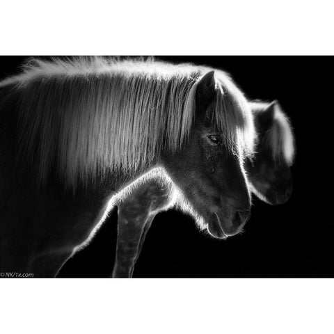 Two Beautiful Horses White Modern Wood Framed Art Print by Keller, Nic