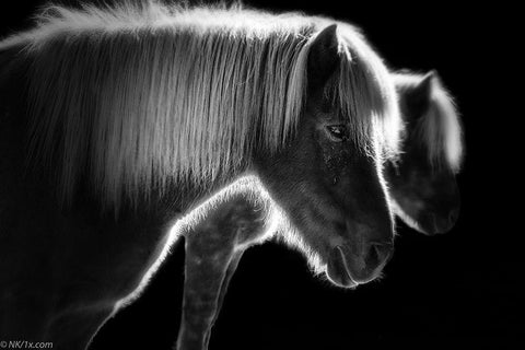 Two Beautiful Horses White Modern Wood Framed Art Print with Double Matting by Keller, Nic