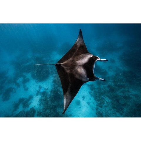 Manta Fly!!! White Modern Wood Framed Art Print by Gabriel, Barathieu