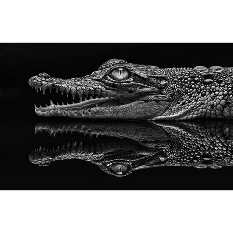 Dark Mirror White Modern Wood Framed Art Print by Haryanto, Jeffriy