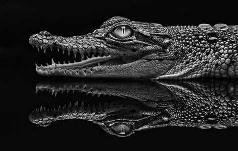 Dark Mirror Black Ornate Wood Framed Art Print with Double Matting by Haryanto, Jeffriy