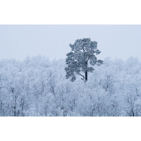 First Snow White Modern Wood Framed Art Print by Kharitonov, Alexey