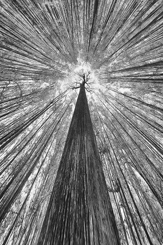 The Giant White Modern Wood Framed Art Print with Double Matting by Casanova, Francois