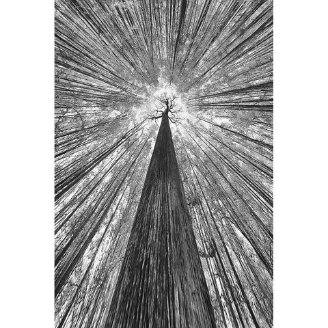 The Giant Black Modern Wood Framed Art Print with Double Matting by Casanova, Francois