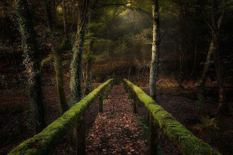 The Way To The Forest White Modern Wood Framed Art Print with Double Matting by Mendoza, Chencho