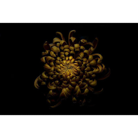 Chrysanthemum White Modern Wood Framed Art Print by Gronkjar, Lotte