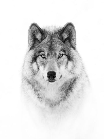 Portrait of a Timber Wolf Black Modern Wood Framed Art Print by Cumming, Jim