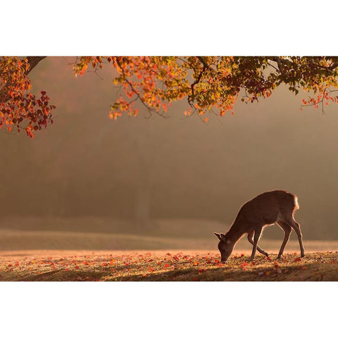 First Autumn Black Modern Wood Framed Art Print with Double Matting by Matsui, Yoshinori