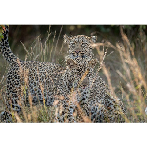 Mother And Daughter Black Modern Wood Framed Art Print with Double Matting by C. Sink, Jeffrey