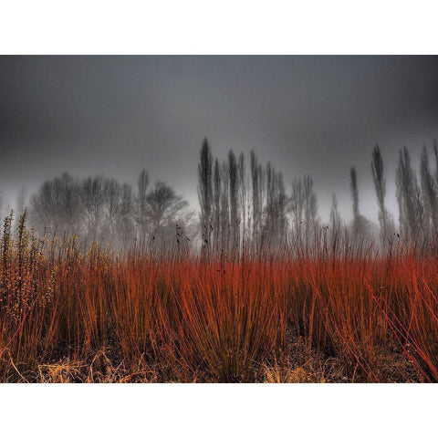 Untitled White Modern Wood Framed Art Print by Ruiz Rivas, Ja