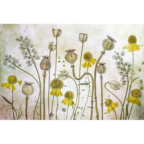 Poppies And Helenium White Modern Wood Framed Art Print by Disher, Mandy