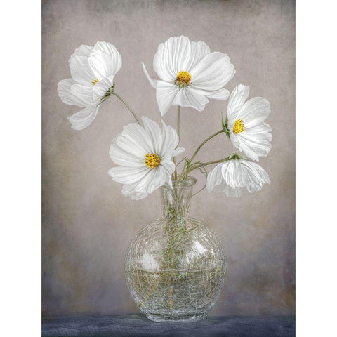 Simply Cosmos White Modern Wood Framed Art Print by Disher, Mandy