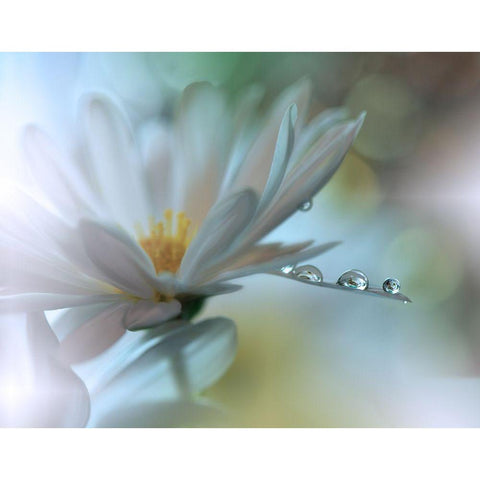 Light Touch... Black Modern Wood Framed Art Print with Double Matting by Nan, Juliana