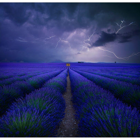 Wetter Im Lavendelfeld Gold Ornate Wood Framed Art Print with Double Matting by Schumacher, Nicolas