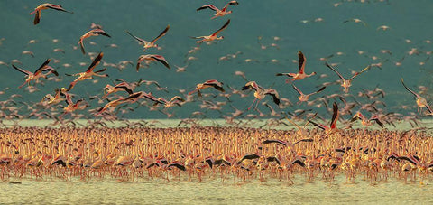 Gathering In Golden Light Black Ornate Wood Framed Art Print with Double Matting by Hua, David