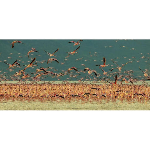 Gathering In Golden Light Black Modern Wood Framed Art Print by Hua, David