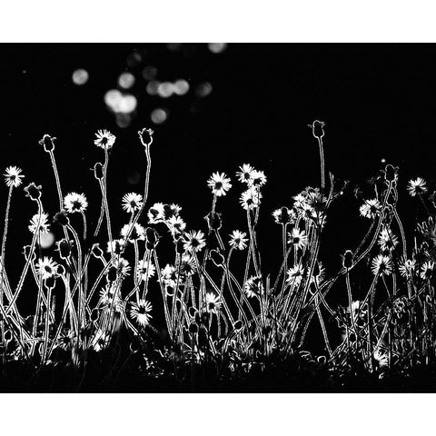 The Little Flowers Gold Ornate Wood Framed Art Print with Double Matting by Lagaa, Kahar